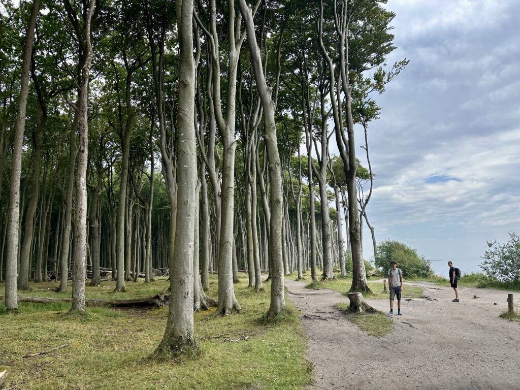 Gespensterwald Nienhagen Wanderung